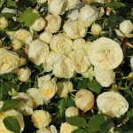 Lemon Rokoko / Лемон Рококо